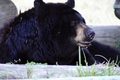 Black Bear