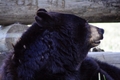 Black Bear