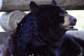 Black Bear