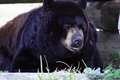 Black Bear