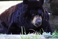 Black Bear