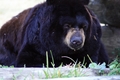 Black Bear