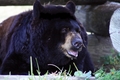 Black Bear