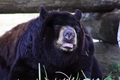 Black Bear