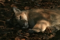 Florida Panther