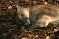 Florida Panther