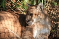 Florida Panther