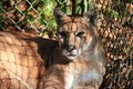 Florida Panther