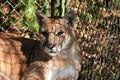 Florida Panther