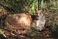 Florida Panther