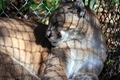 Florida Panther