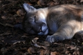 Florida Panther