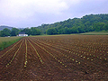 Kentucky Tobacco Farm