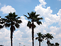 Under Palm Trees Against Clouds