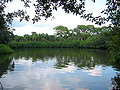 Pond in Westshore
