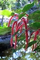 Cattail Plant