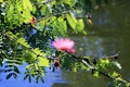 Pink Flower