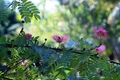 Bee In Pink Flower