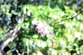 Butterfly In Purple Flower
