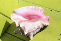 Conch Shell