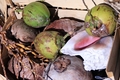 Coconuts And Conch