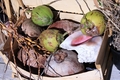 Coconuts And Conch