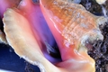 Live Conch