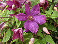 Kentucky Flowers