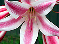 Pink & White Flowers