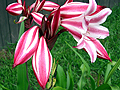 Pink & White Flowers