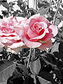 Black, White & Pink Rose