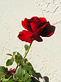 Red Rose