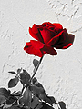 Black, White & Red Rose