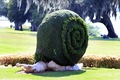 Topiary